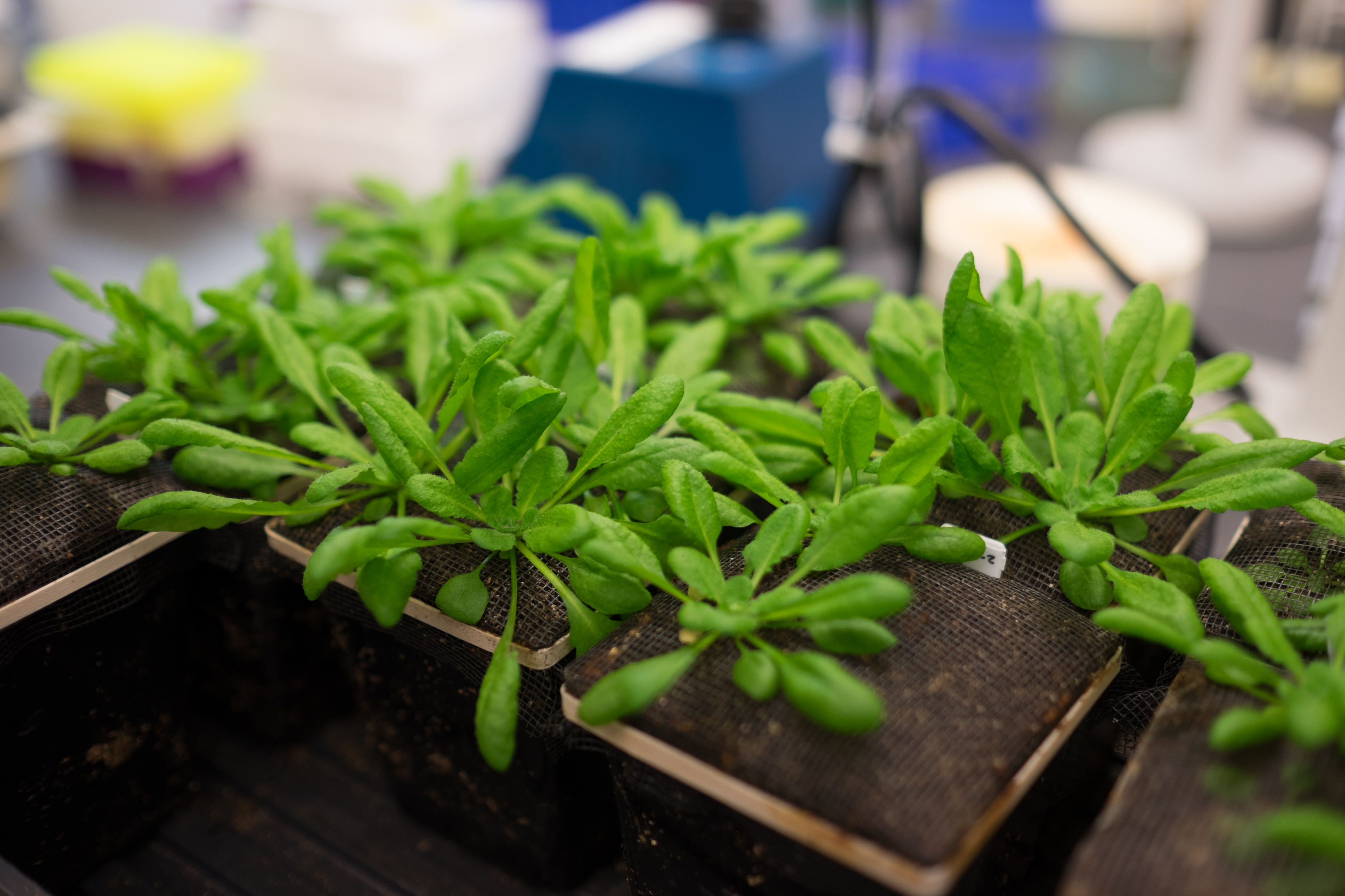 Plants in Lab